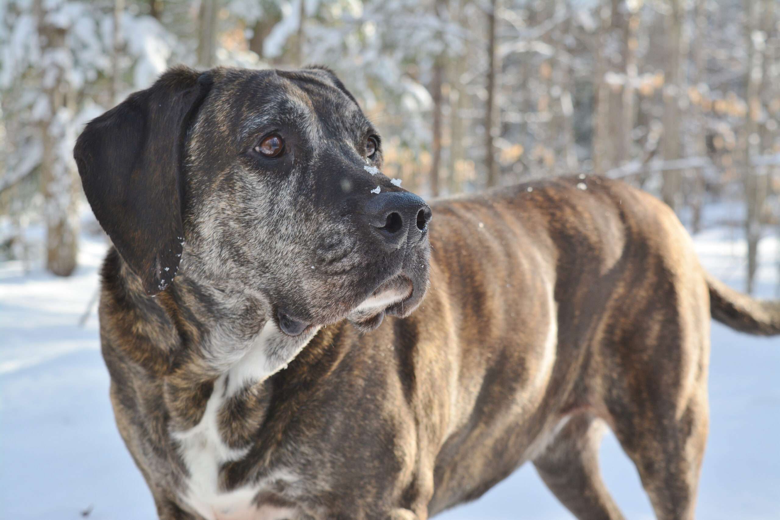 Plott Hound - Dog Breed Information & Characteristics - FurLyfe!