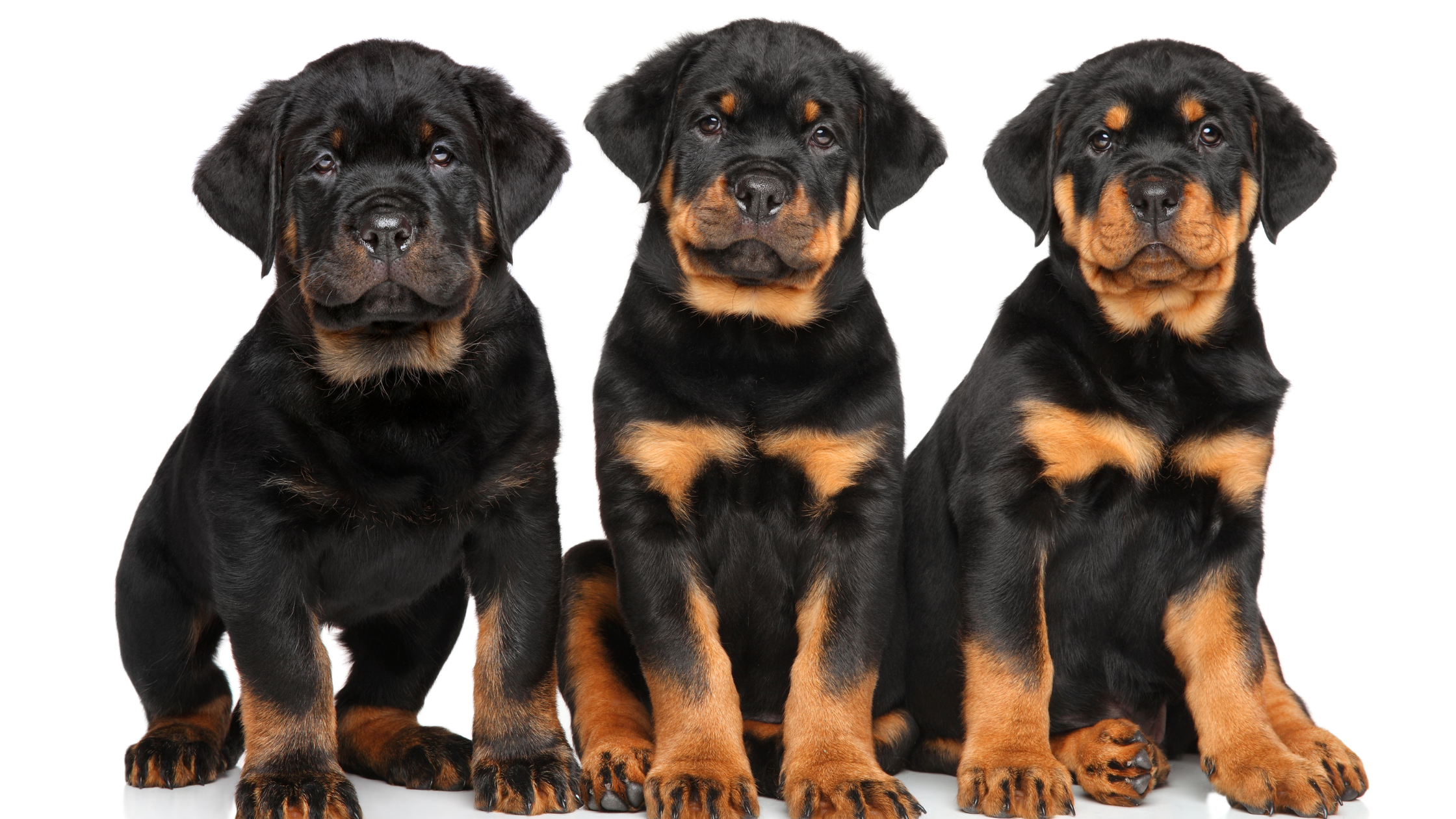Rottweiler - FurLyfe!