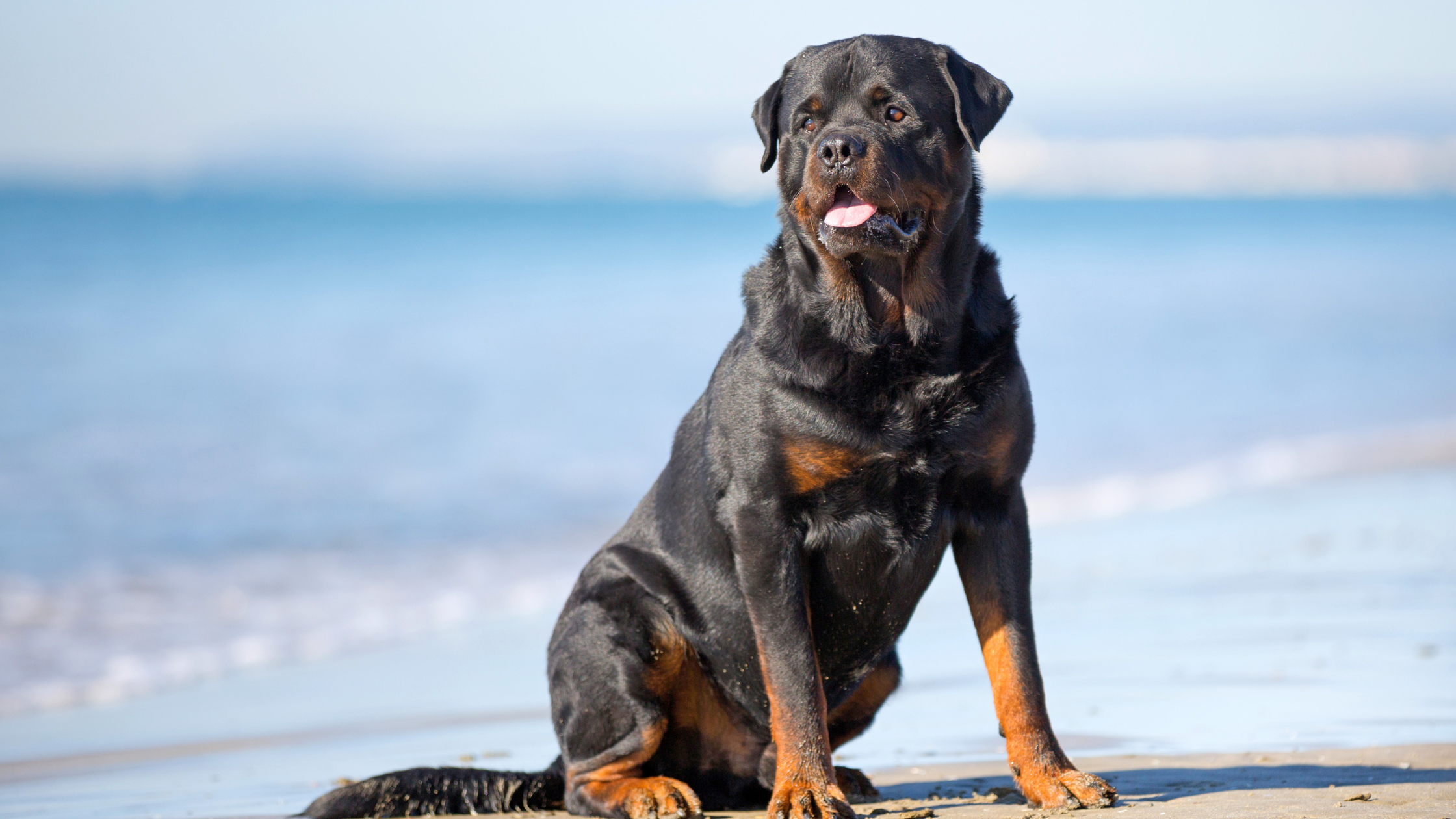 Rottweiler - FurLyfe!