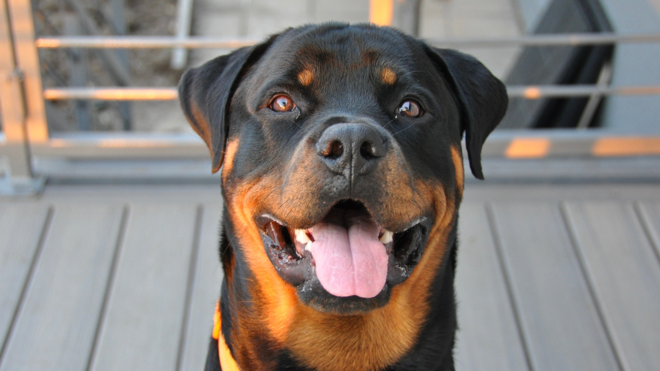 Rottweiler - FurLyfe!
