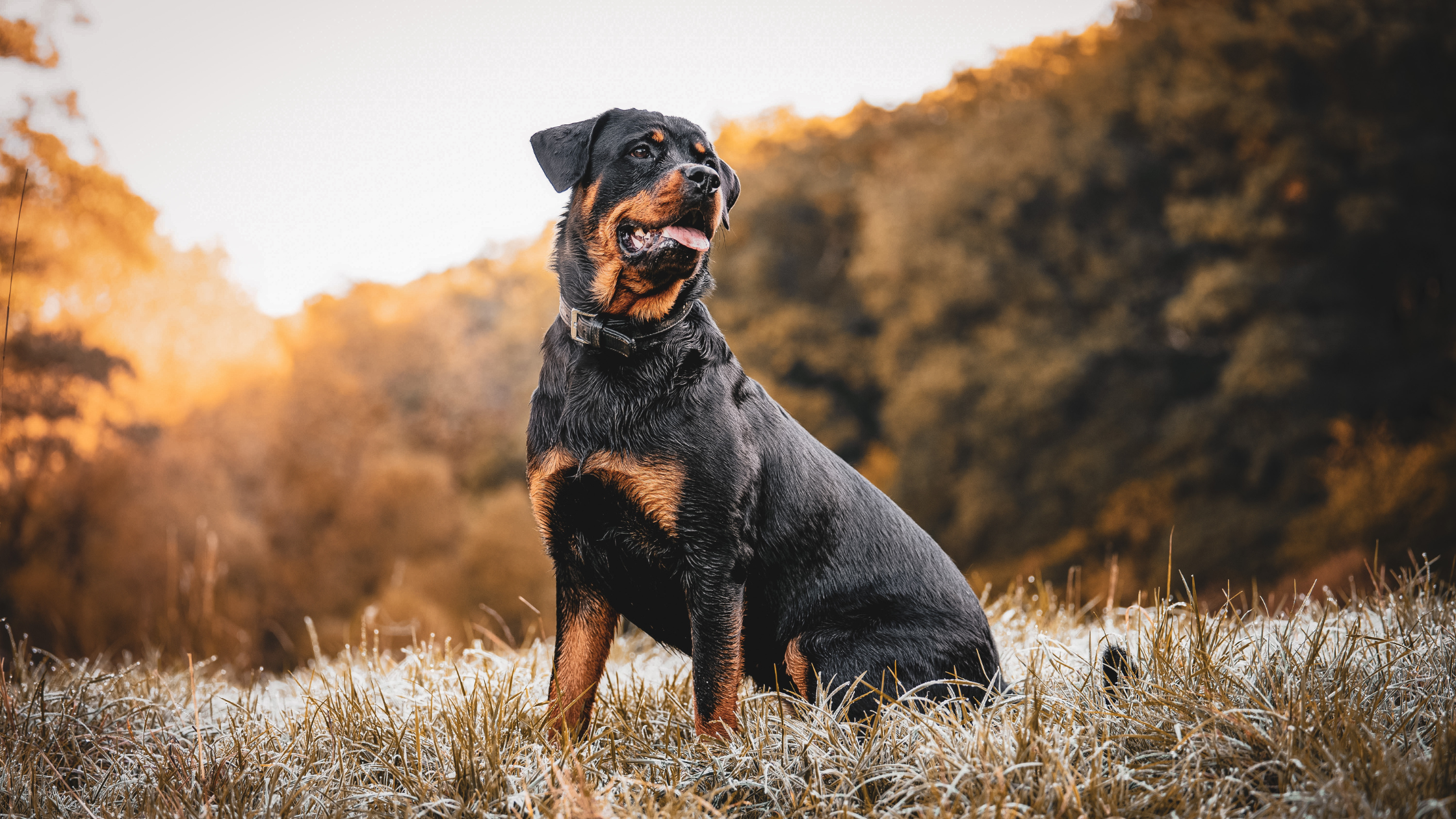 Rottweiler - FurLyfe!
