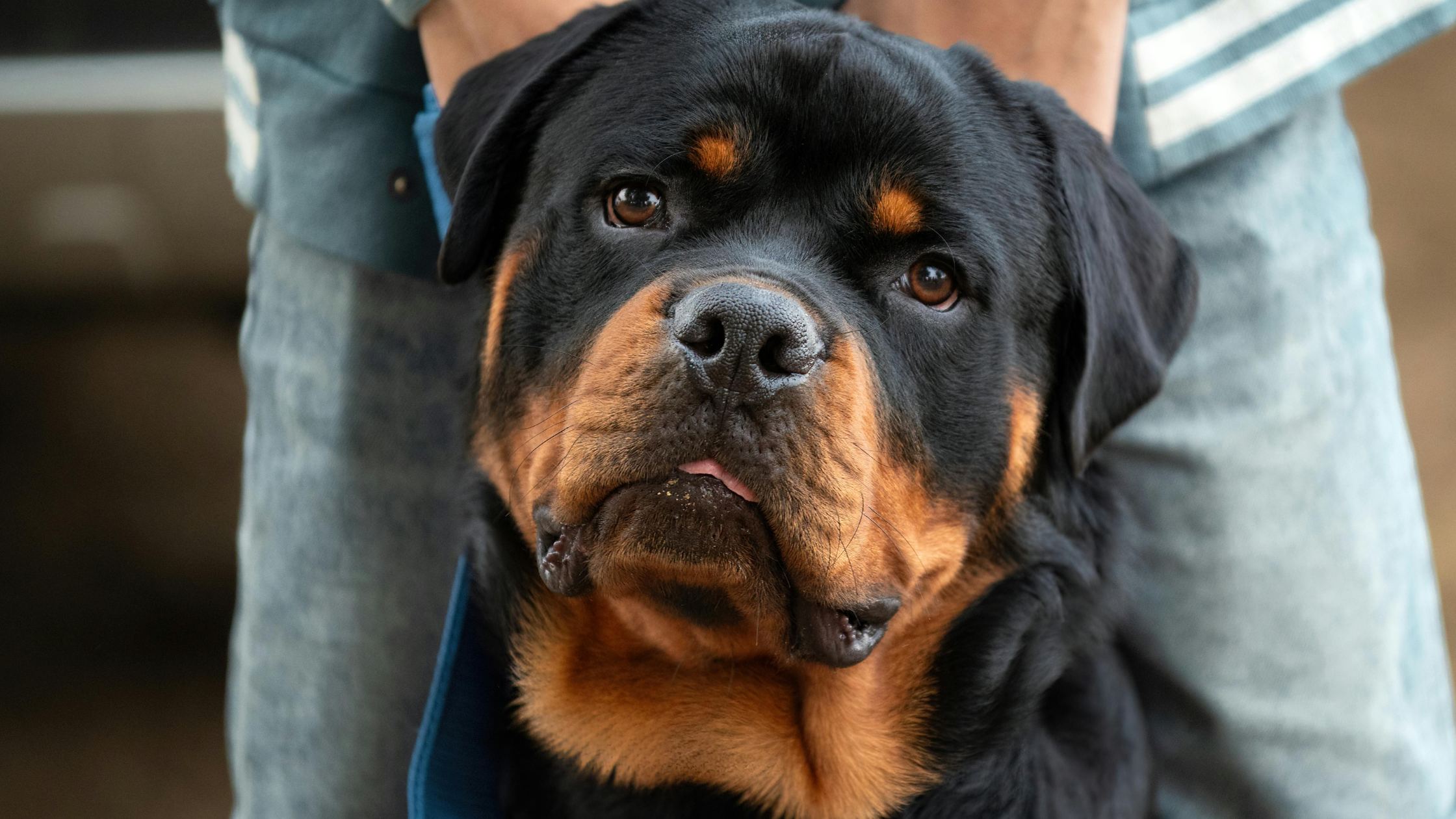 European Rottweiler Rottweiler - FurLyfe!