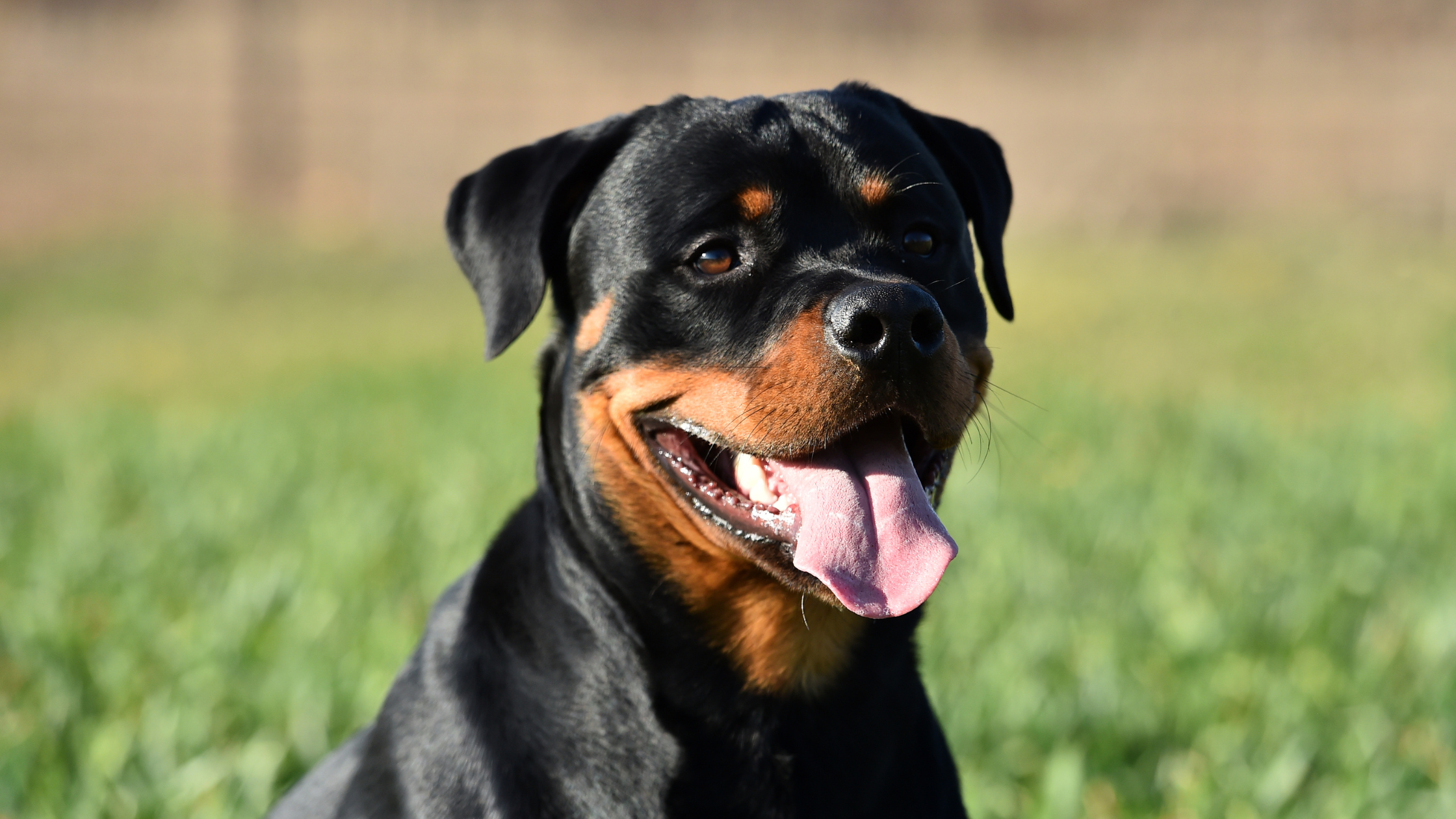Rottweiler - FurLyfe!