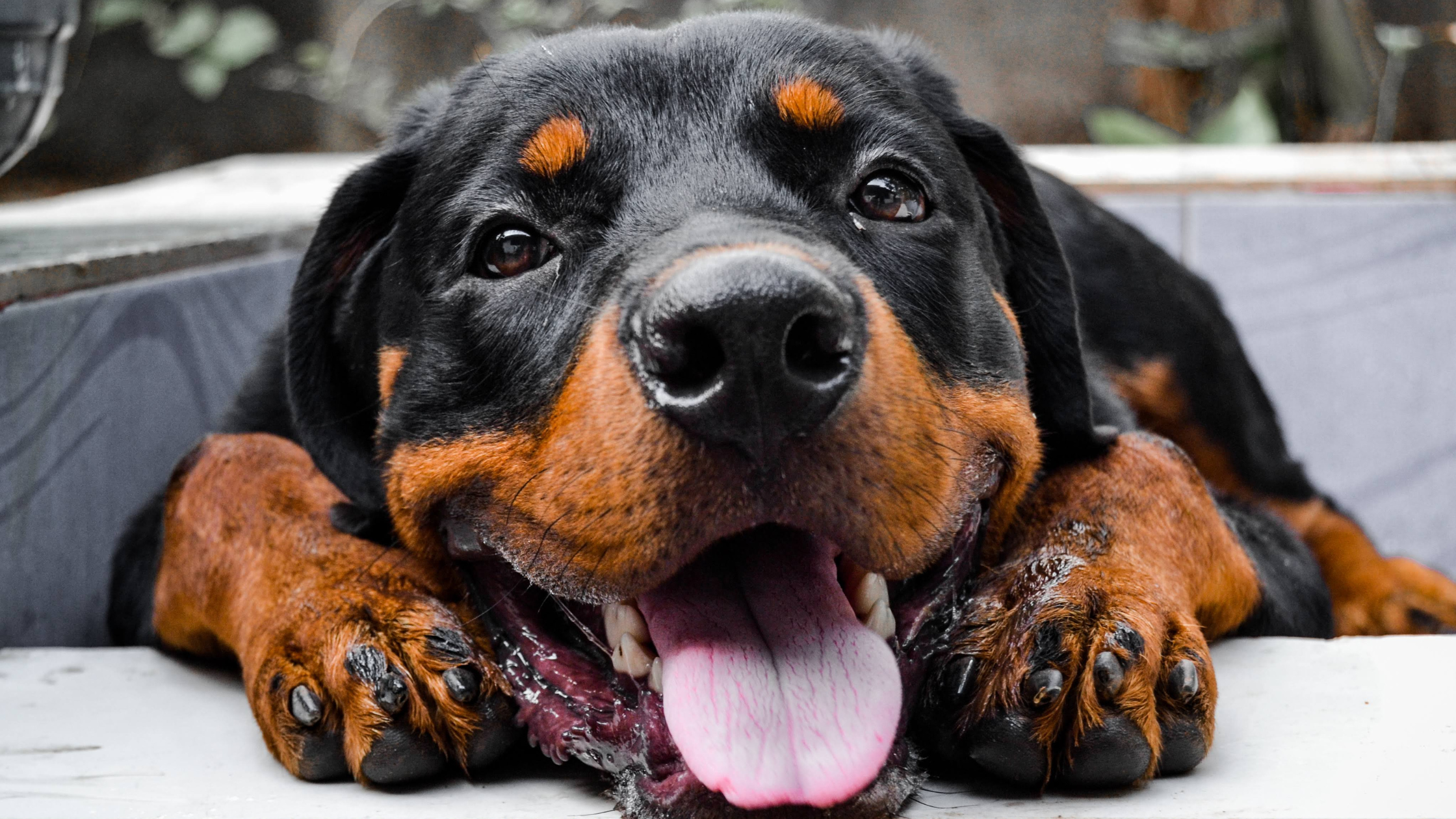 Rottweiler - FurLyfe!