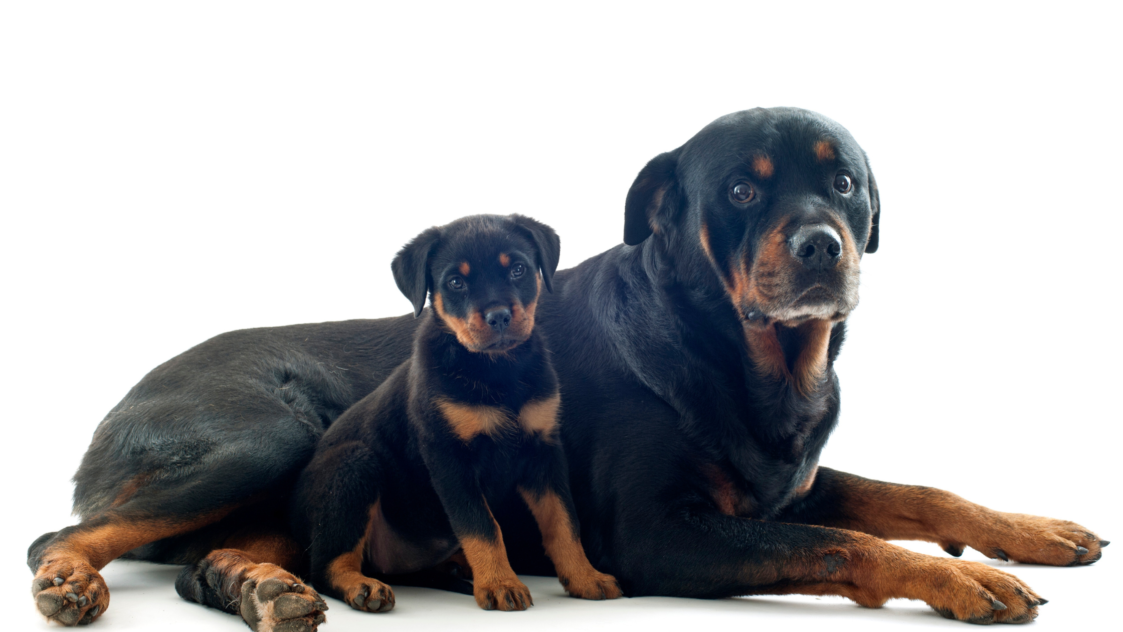 Rottweiler - FurLyfe!