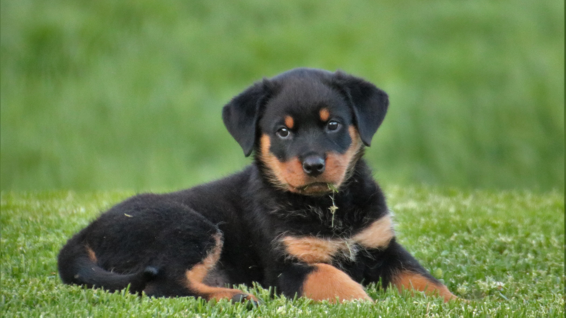 Rottweiler - FurLyfe!