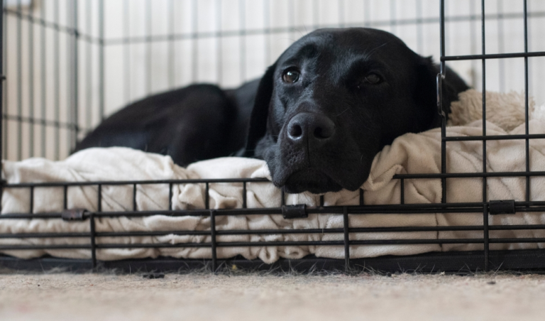 Puppy Crate Set Up: Tips and Best Practices - FurLyfe! - Crate Sets With Socialization Tips For Puppies