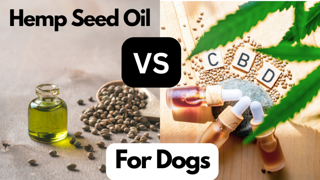 Picture of Hemp Vs CBD Oil For Dogs: Benefits And Differences Explained - FurLyfe!